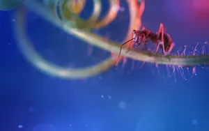 蚂蚁高清图片壁纸_8