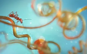 蚂蚁高清图片壁纸_9