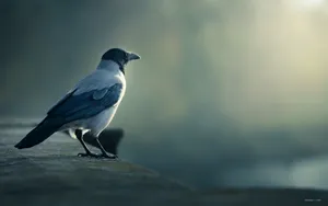 乌鸦桌面壁纸_7