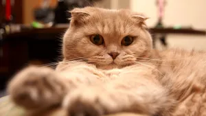 苏格兰折耳猫桌面壁纸_2