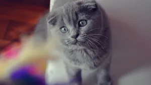 苏格兰折耳猫桌面壁纸_3