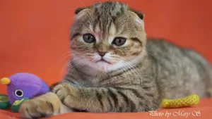 苏格兰折耳猫桌面壁纸_4