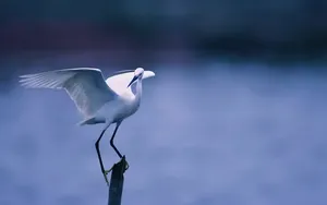非常可爱的小动物合集_12
