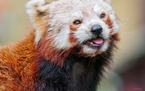 可爱小熊猫壁纸第1张