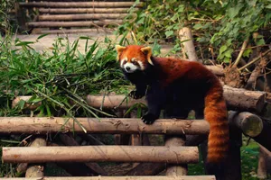 可爱小熊猫壁纸_4