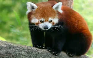 可爱小熊猫壁纸_8