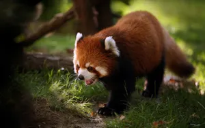 可爱小熊猫壁纸_9