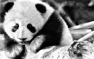 国宝熊猫图片壁纸_2