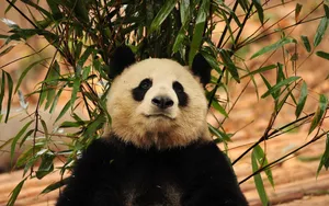国宝熊猫图片壁纸_4