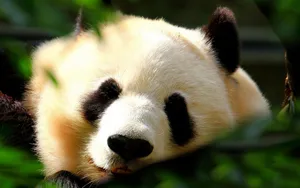 国宝熊猫图片壁纸_10