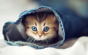 萌宠可爱小猫咪图片_1