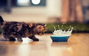 萌宠可爱小猫咪图片_2
