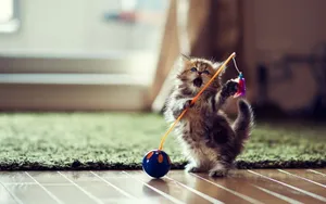 萌宠可爱小猫咪图片_3