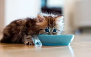 萌宠可爱小猫咪图片_4