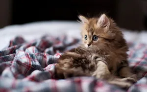 萌宠可爱小猫咪图片_5
