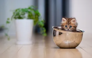 萌宠可爱小猫咪图片_6