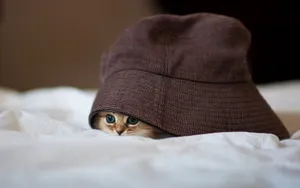 萌宠可爱小猫咪图片_7