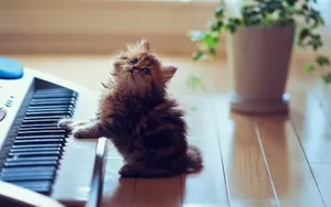萌宠可爱小猫咪图片_8