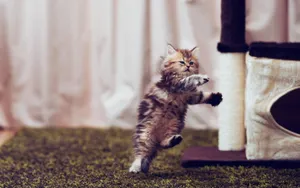 萌宠可爱小猫咪图片_9