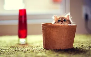 萌宠可爱小猫咪图片_10