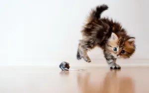 萌宠可爱小猫咪图片_11