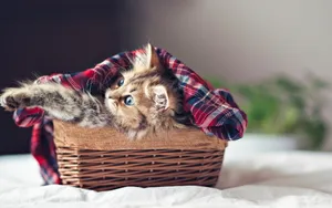 萌宠可爱小猫咪图片_12