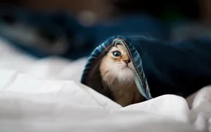 萌宠可爱小猫咪图片_13