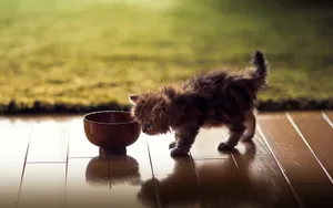 萌宠可爱小猫咪图片_14