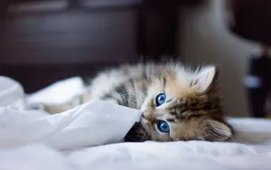 萌宠可爱小猫咪图片_15