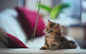 萌宠可爱小猫咪图片_17