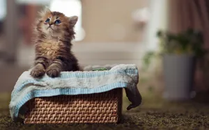 萌宠可爱小猫咪图片_18