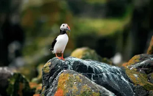 海鹦_5