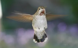 世界上最小的鸟类壁纸-蜂鸟_7