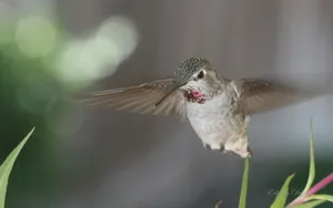 世界上最小的鸟类壁纸-蜂鸟_10