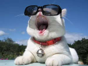 猫叔高清图片壁纸_1