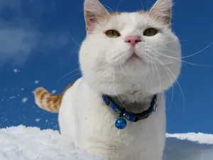 猫叔高清图片壁纸_2