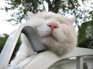 猫叔高清图片壁纸_3