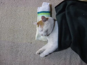 猫叔高清图片壁纸_4