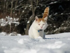 猫叔高清图片壁纸_6