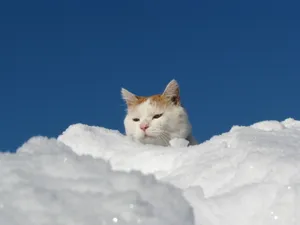 猫叔高清图片壁纸_7