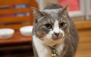 猫咪宠物高清桌面壁纸