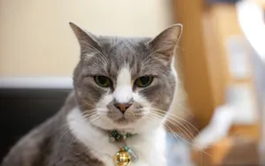 猫咪宠物高清桌面壁纸_2