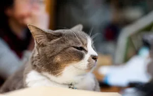 猫咪宠物高清桌面壁纸_3