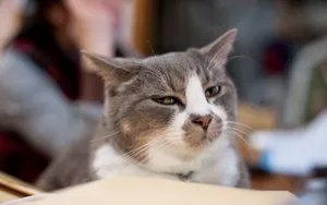 猫咪宠物高清桌面壁纸_4