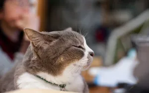 猫咪宠物高清桌面壁纸_5