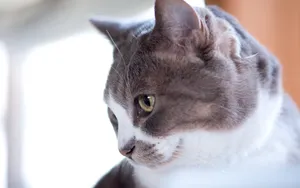 猫咪宠物高清桌面壁纸_6