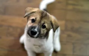 狗狗高清桌面壁纸_4