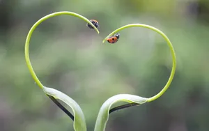 动物情侣爱情壁纸_3
