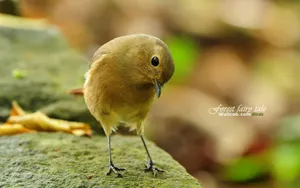 春天里可爱的小鸟_5