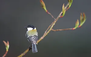 树枝上的小鸟图片_18